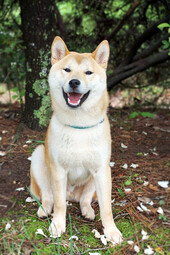 Source: https://pixabay.com/photos/shiba-inu-dog-shiba-inu-japanese-944510/