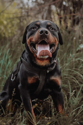 Source: https://www.pexels.com/photo/animal-dog-pet-cute-8179839/