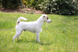 Source: https://pixabay.com/photos/parson-russell-terrier-dog-5089785/