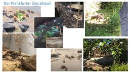 Vorschaubild Frankfurter Zoo