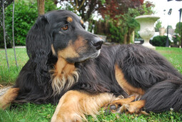Source: https://pixabay.com/photos/hovawart-dog-purebred-dog-2611448/
