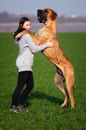 Source: https://www.pexels.com/photo/animal-big-blur-breed-532310/
