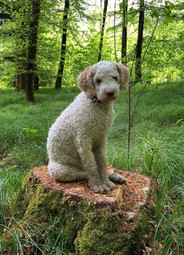 Source: https://pixabay.com/photos/animal-dog-lagotto-romagnolo-mammal-6860854/